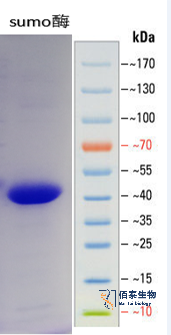 重组SUMO酶