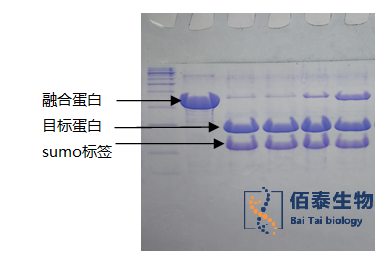 sumo酶切效果.png