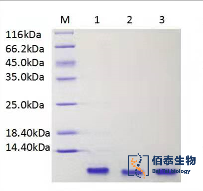 重组人表皮生长因子