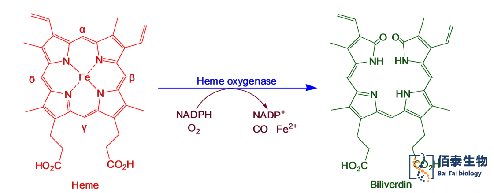 血红蛋白氧化酶